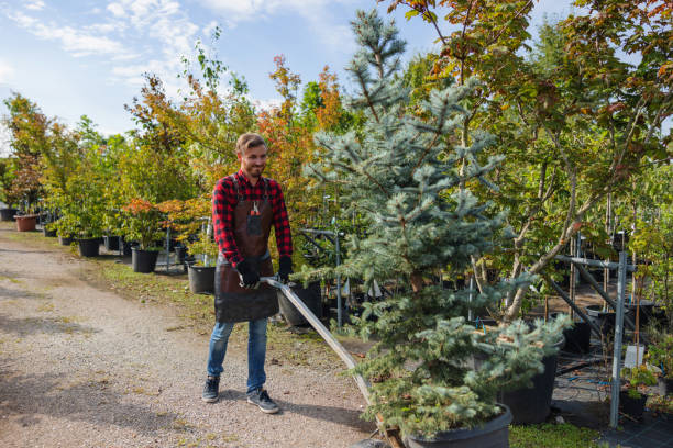 Best Affordable Tree Service  in Boerne, TX